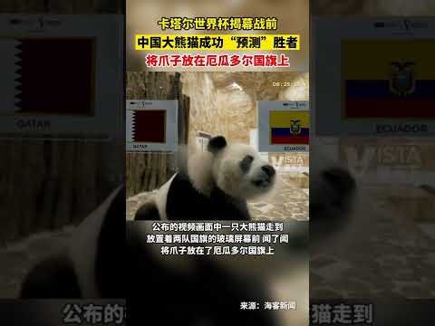 努內斯感慨,狼迷失落,曼城加盟良,世界杯竞猜,2026世界杯,竞猜策略,赔率分析,赛事预测